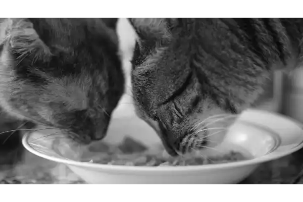 Deux chats mangeant dans une assiette